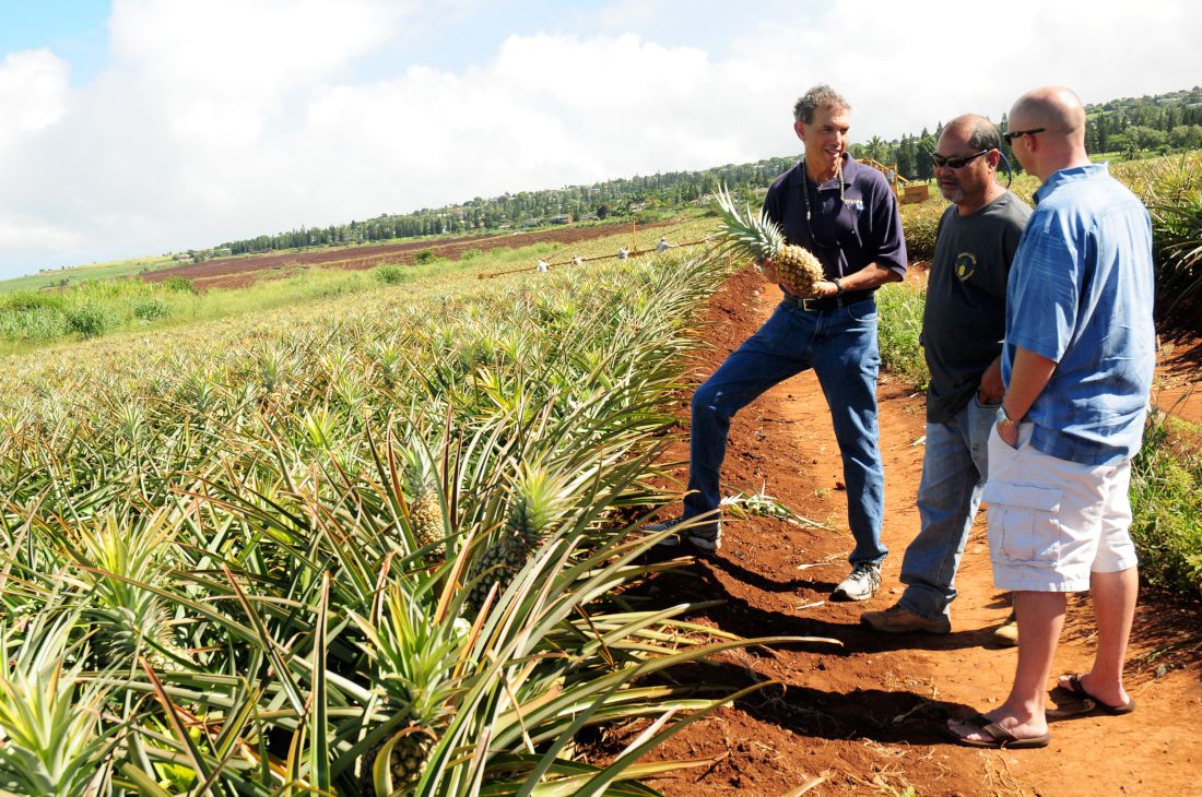 header photo, mike abrams standing in a pineapple field